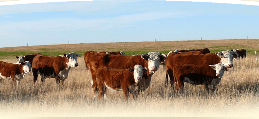 Ulrich Herefords